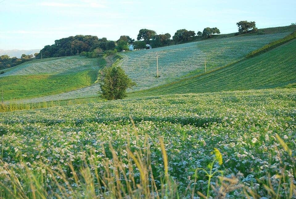 Explotación agraria con cultivo en el campo español