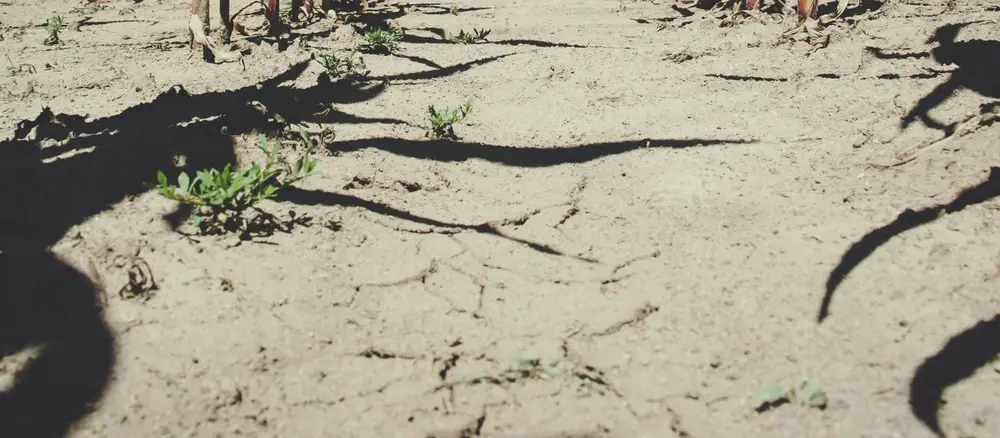 Campo de cultivo con plantas jóvenes — primera instalación agraria