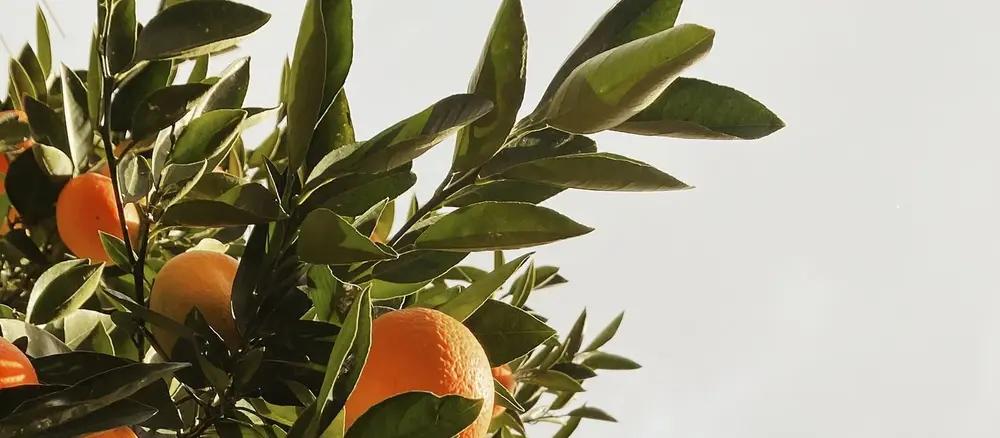 Naranjos cargados de fruto bajo cielo azul en huerta mediterránea