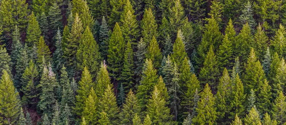 Troncos apilados de madera en zona forestal con bosque de fondo