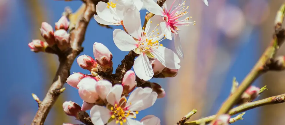 Almendro en flor con flores blancas en primavera