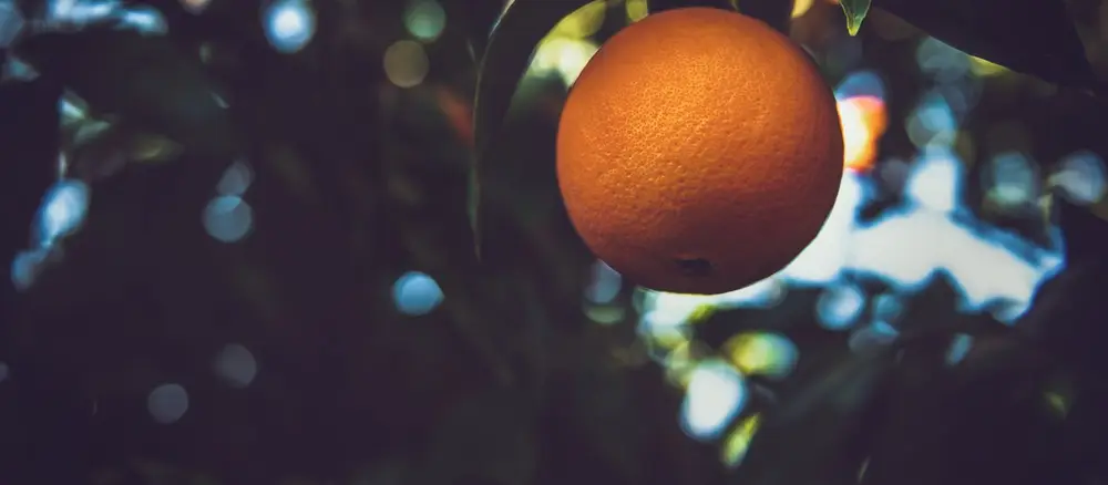 Naranja madura en árbol — producción citrícola en España