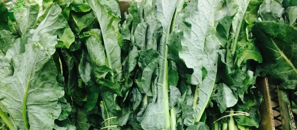 Hortalizas de hoja verde en producción ecológica certificada