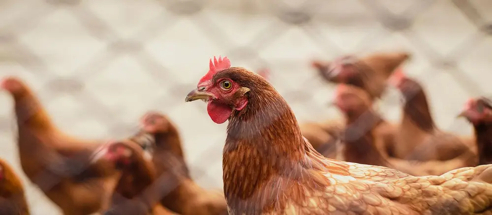 Manada de gallinas en granja de avicultura
