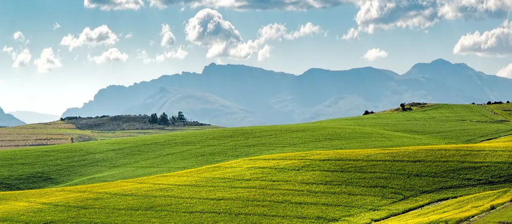 Terreno agrícola verde — explotación agraria en zona rural de España