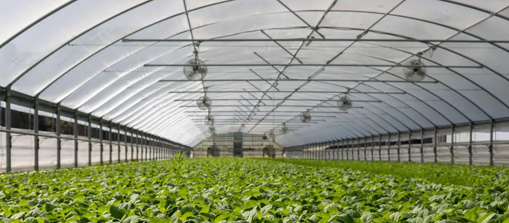 Campo de maíz en plena maduración con hileras verdes extendidas