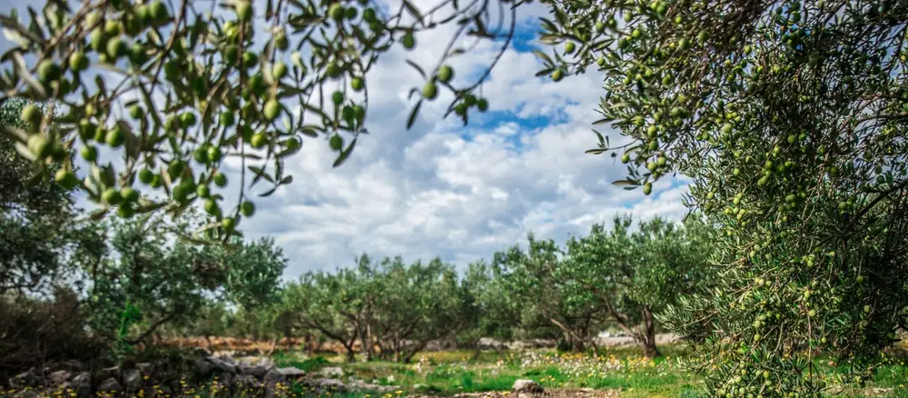 Olivar centenario con vistas panorámicas en Andalucía