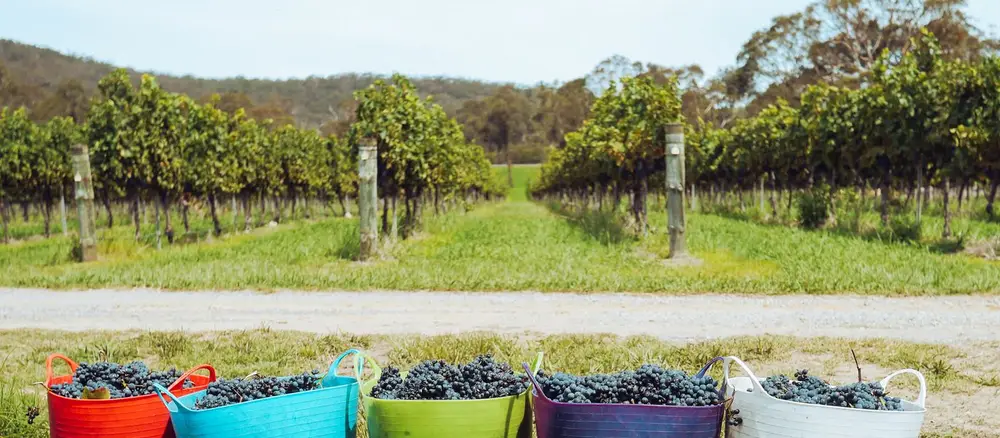 Cestas coloridas con uva recién vendimiada para producción de vino