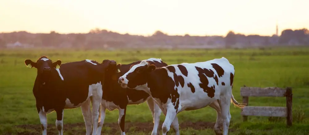 Sala de ordeño moderna con vacas frisonas en instalaciones ganaderas