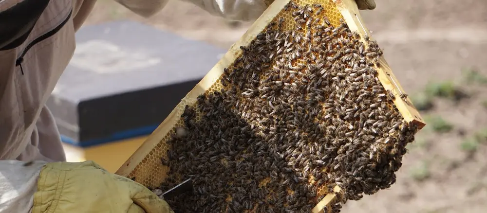Apicultor con traje inspeccionando cuadro de colmena con abejas