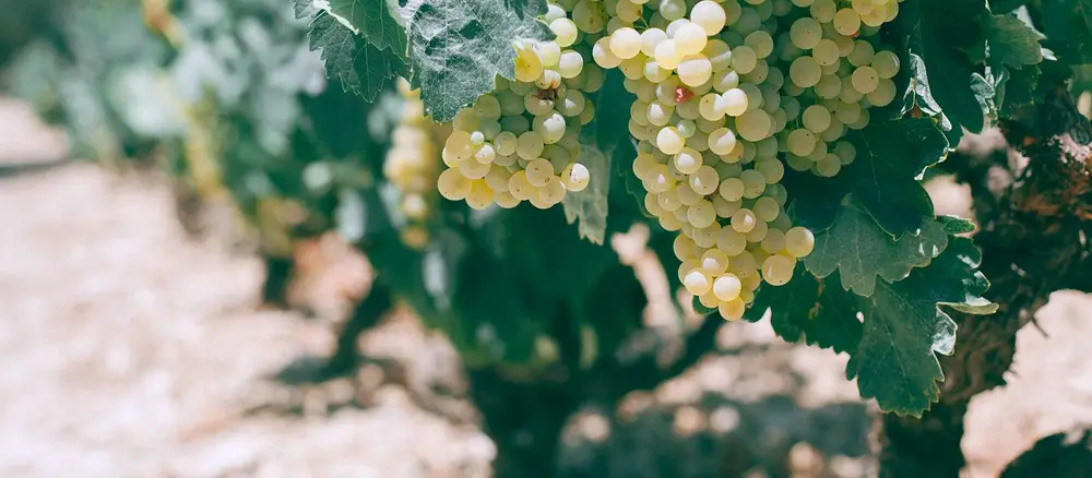 Racimos de uva verde en viñedo en época de maduración