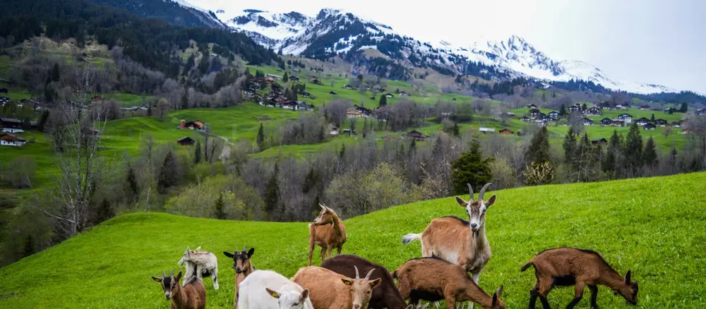 Cabras lecheras pastando cerca de montaña — ganado caprino
