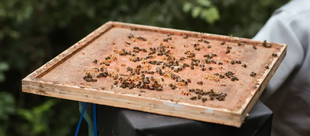 Abejas sobre panal de madera en apicultura