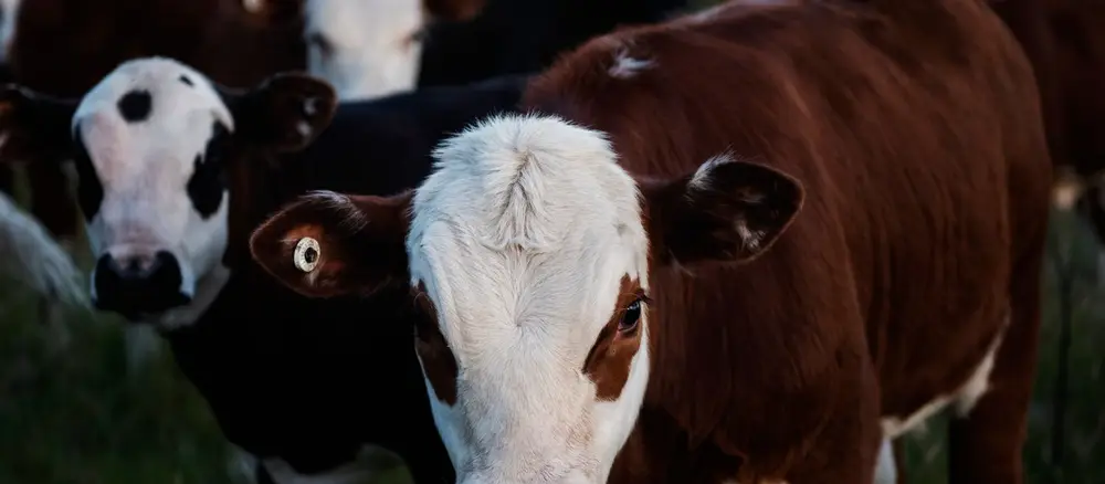 Vacas de leche frisonas pastando en pradera verde atlántica